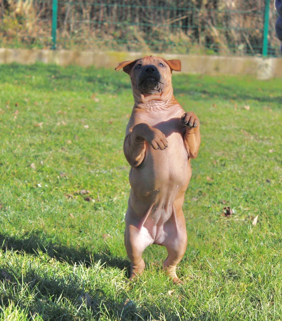 Des Plaines Du Mont Moret - Chiot disponible  - Chien thaïlandais à crête dorsale