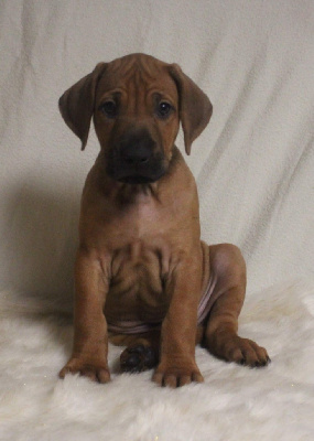 Des Plaines Du Mont Moret - Rhodesian Ridgeback - Portée née le 18/11/2023