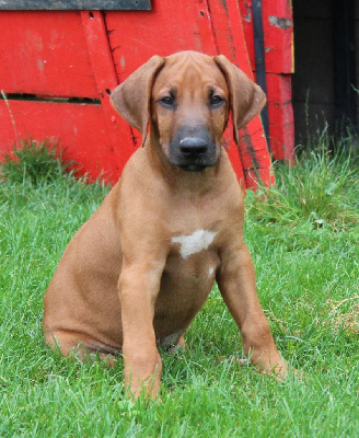 Des Plaines Du Mont Moret - Rhodesian Ridgeback - Portée née le 17/05/2024