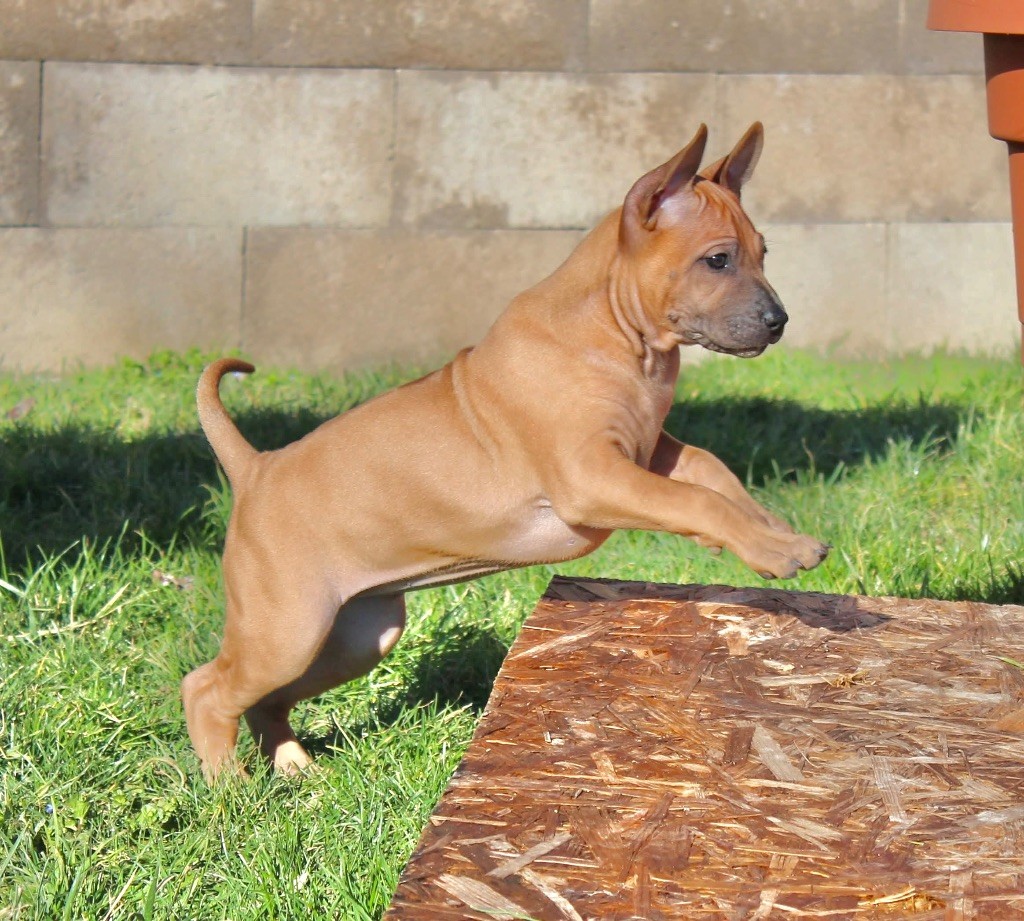 Des Plaines Du Mont Moret - Chiot disponible  - Chien thaïlandais à crête dorsale