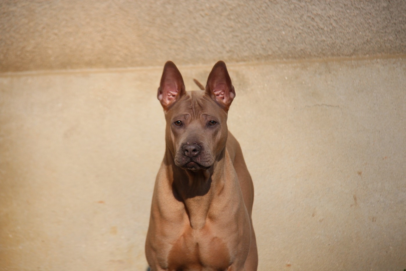 forest whisper Samuel Alexander