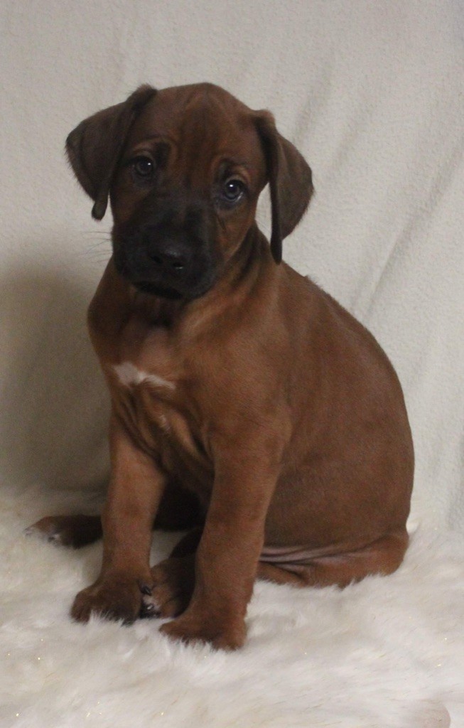 Des Plaines Du Mont Moret - Rhodesian Ridgeback - Portée née le 18/11/2023