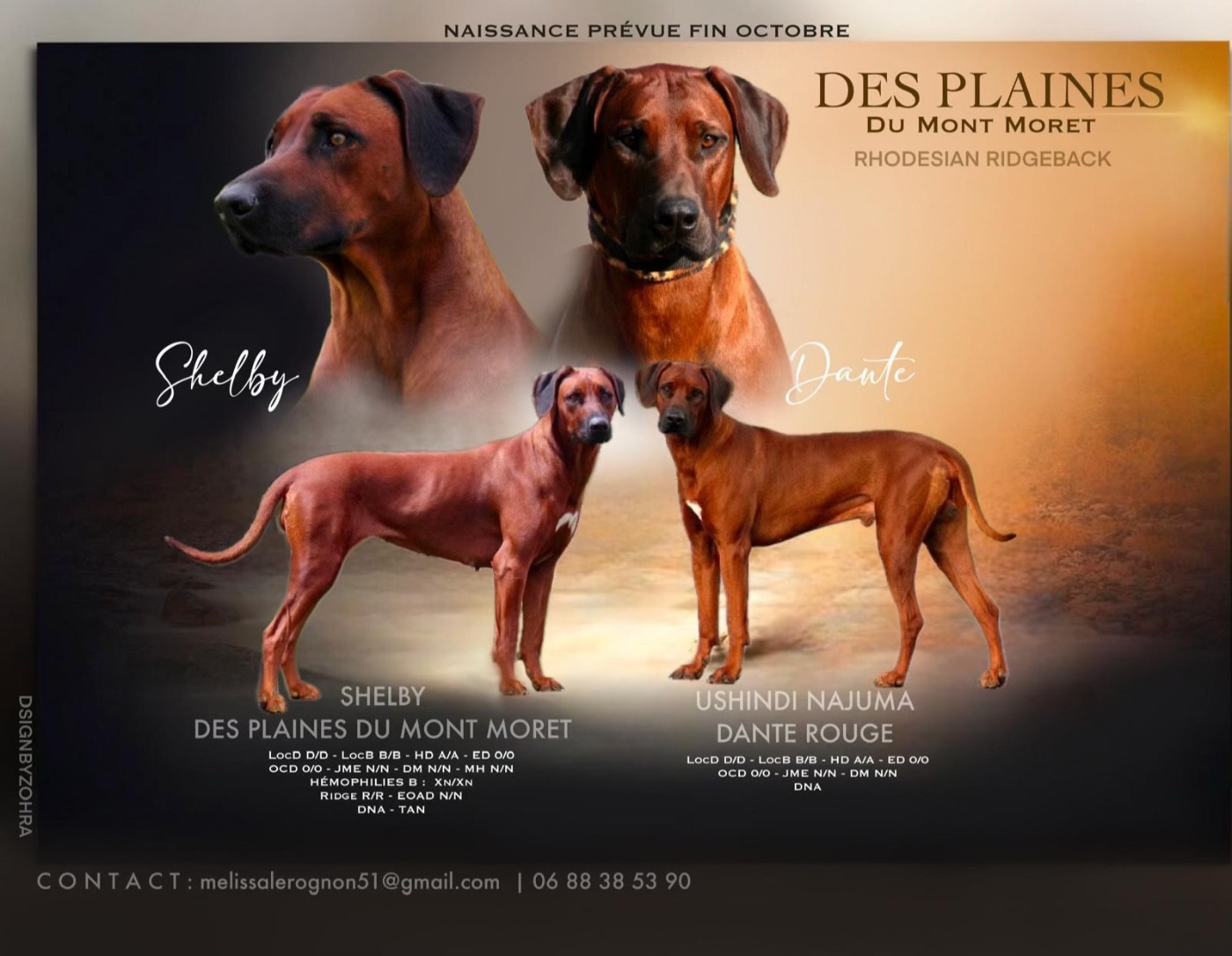 Chiot Rhodesian Ridgeback Des Plaines Du Mont Moret
