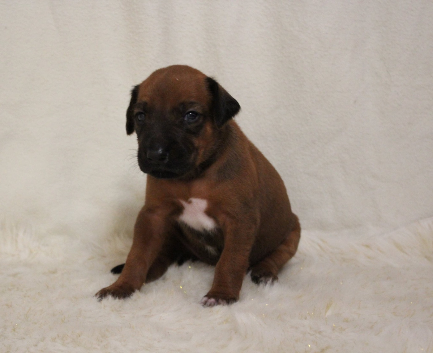Des Plaines Du Mont Moret - Chiots disponibles - Rhodesian Ridgeback