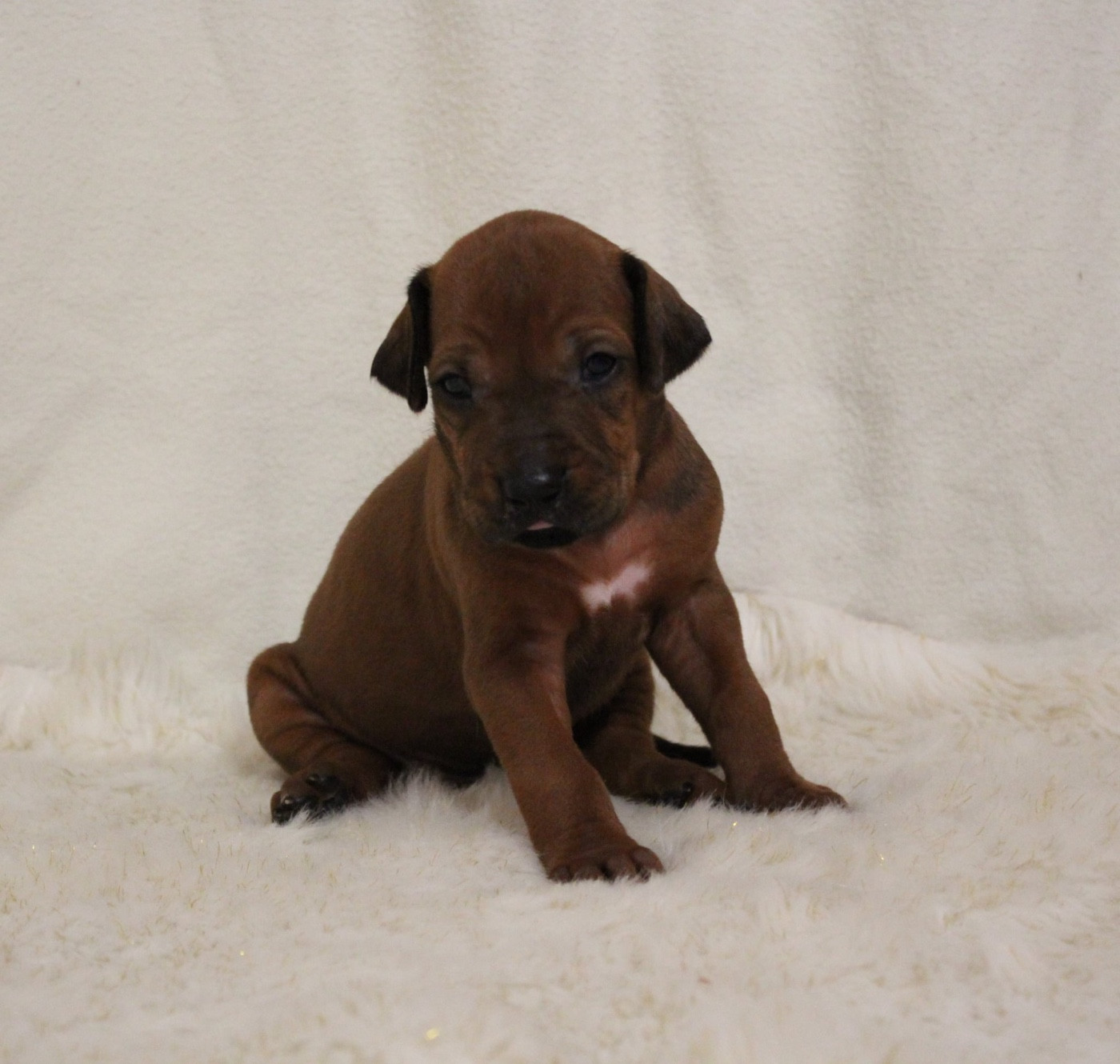 Des Plaines Du Mont Moret - Chiots disponibles - Rhodesian Ridgeback