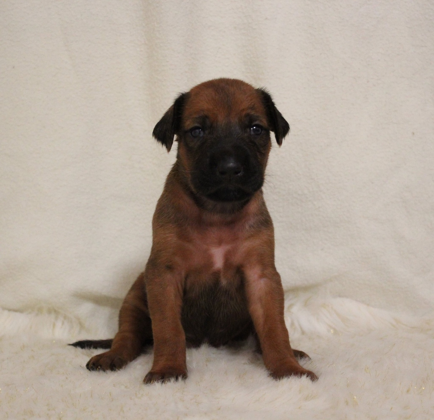 Des Plaines Du Mont Moret - Chiots disponibles - Rhodesian Ridgeback