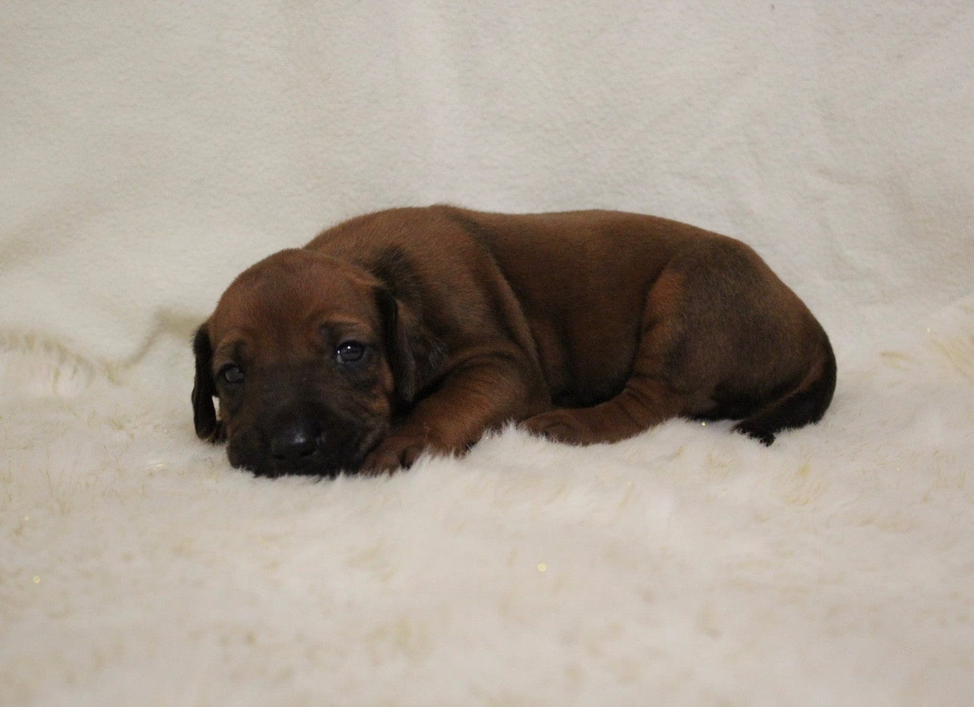Des Plaines Du Mont Moret - Chiots disponibles - Rhodesian Ridgeback
