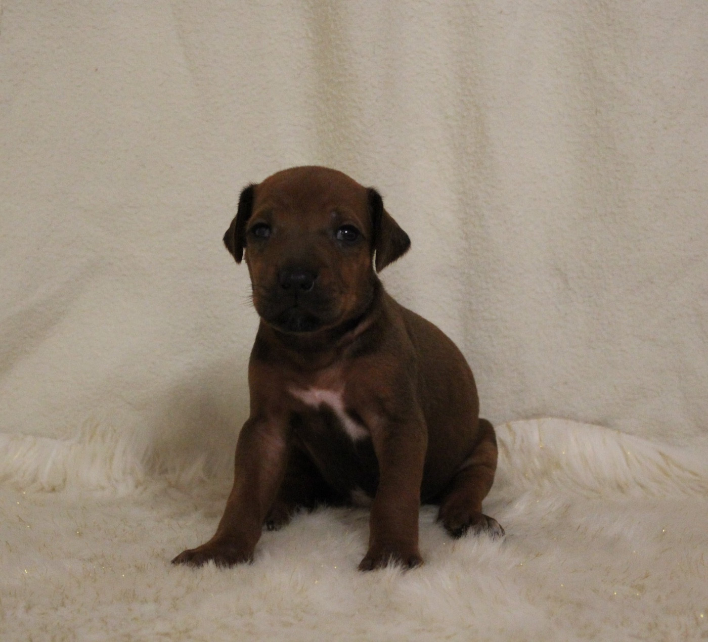 Des Plaines Du Mont Moret - Chiots disponibles - Rhodesian Ridgeback
