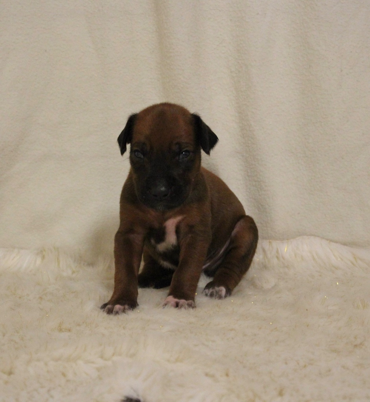 Des Plaines Du Mont Moret - Chiots disponibles - Rhodesian Ridgeback