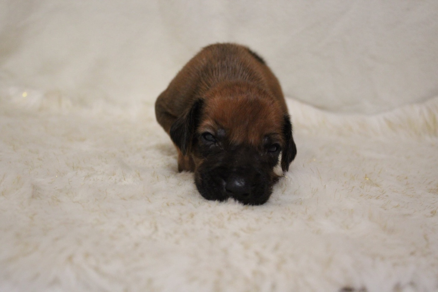 Des Plaines Du Mont Moret - Chiots disponibles - Rhodesian Ridgeback