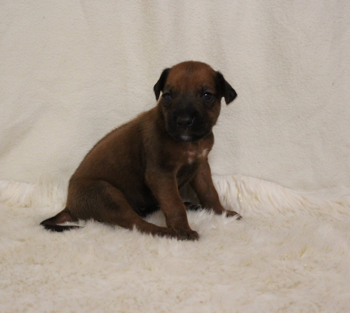 Des Plaines Du Mont Moret - Chiots disponibles - Rhodesian Ridgeback