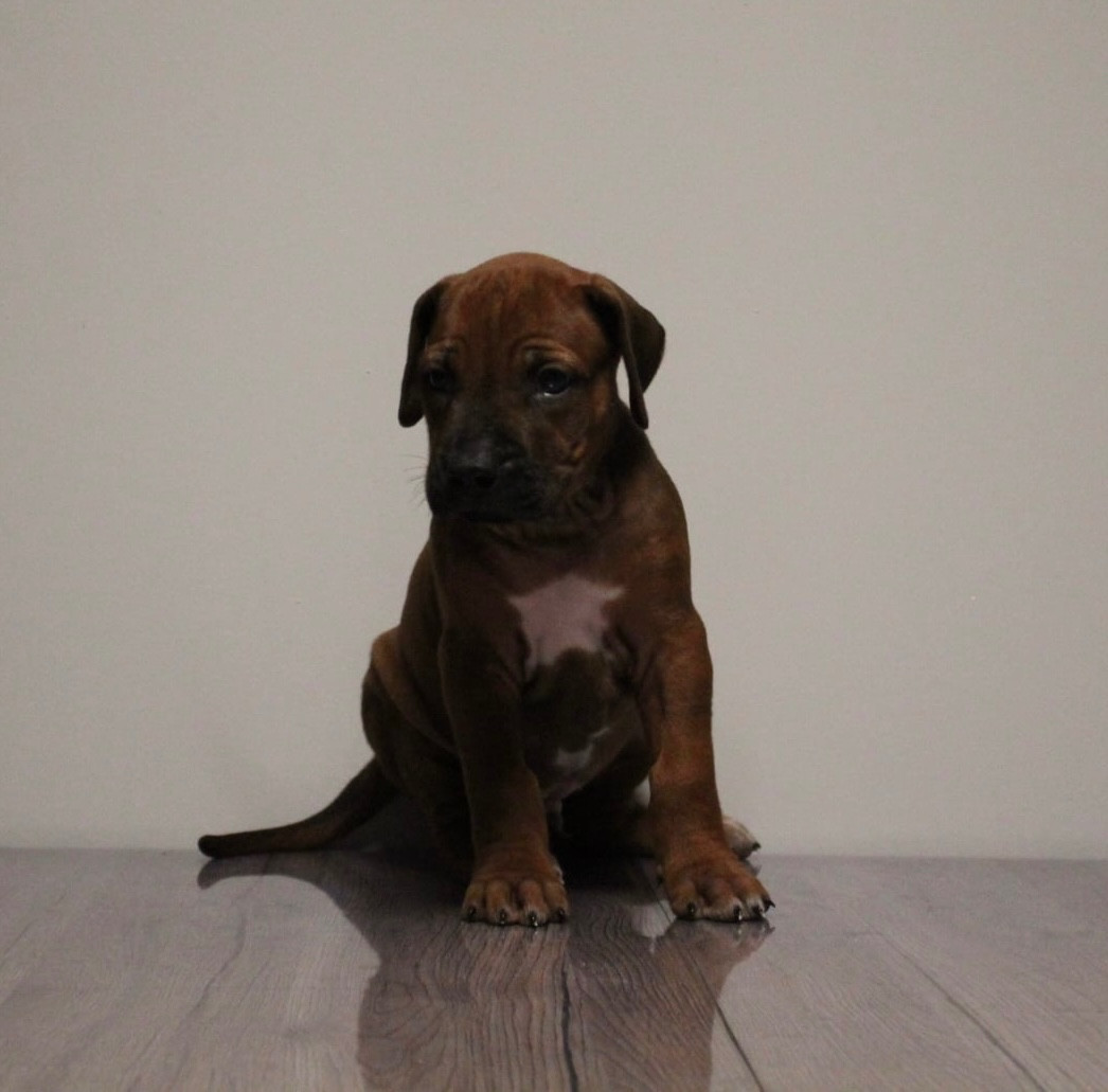 Des Plaines Du Mont Moret - Chiots disponibles - Rhodesian Ridgeback