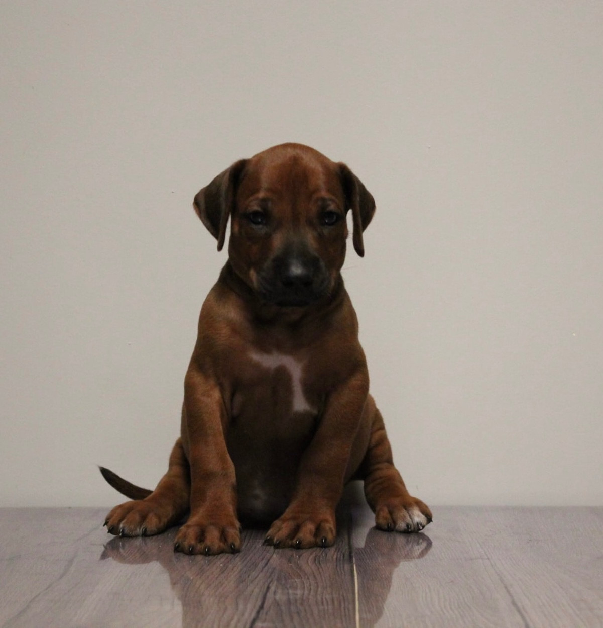Des Plaines Du Mont Moret - Chiots disponibles - Rhodesian Ridgeback