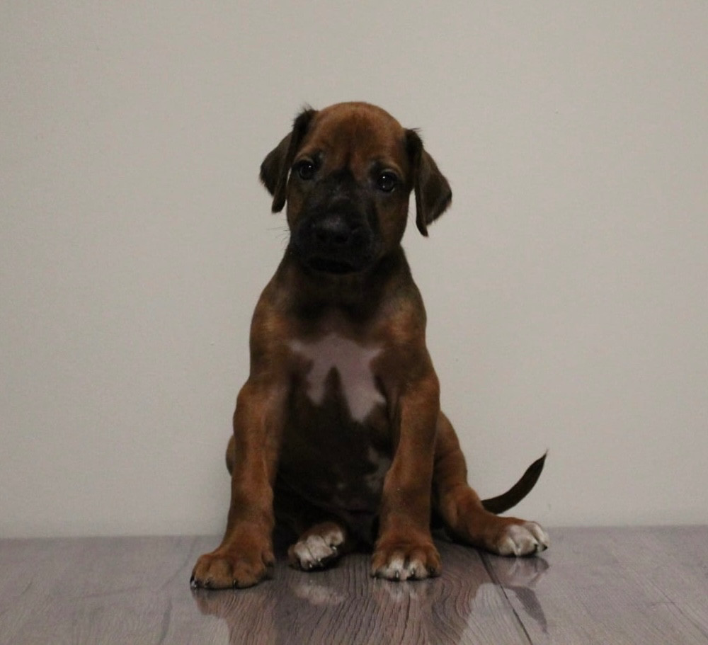 Des Plaines Du Mont Moret - Chiots disponibles - Rhodesian Ridgeback