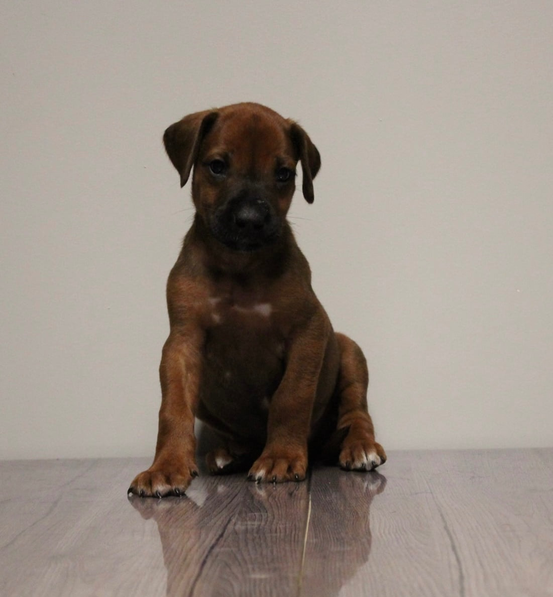Des Plaines Du Mont Moret - Chiots disponibles - Rhodesian Ridgeback