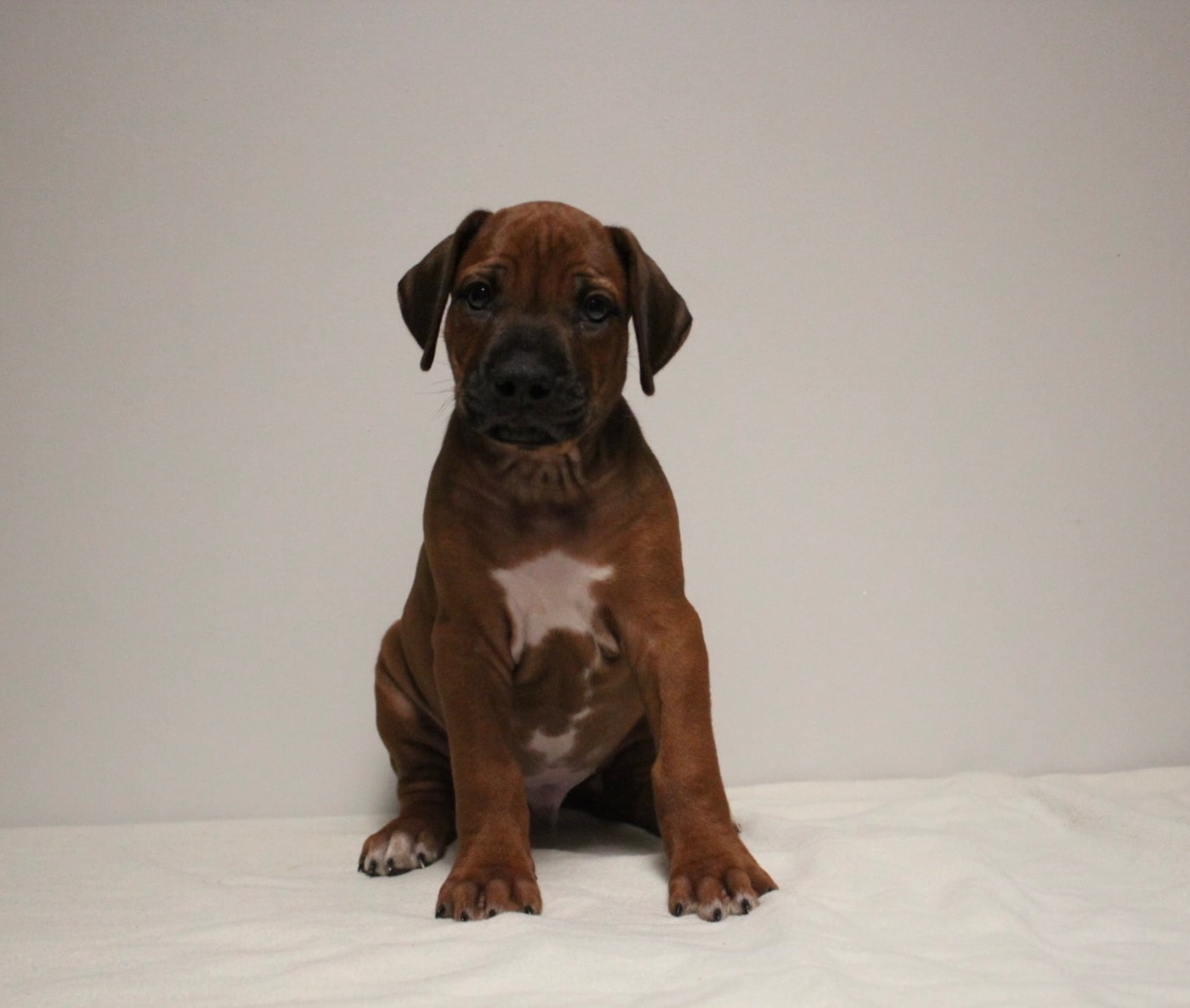 Des Plaines Du Mont Moret - Chiots disponibles - Rhodesian Ridgeback