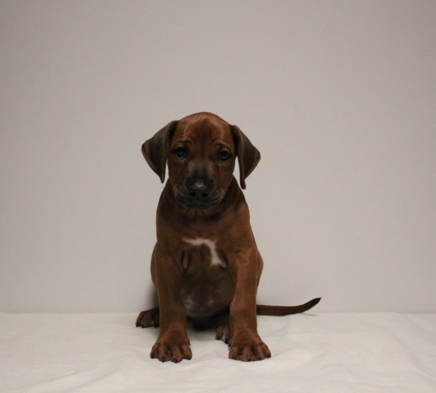 Des Plaines Du Mont Moret - Chiots disponibles - Rhodesian Ridgeback