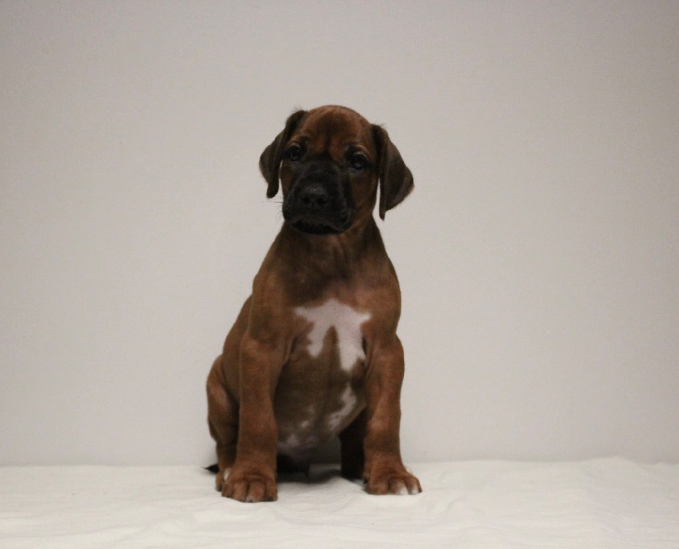 Des Plaines Du Mont Moret - Chiots disponibles - Rhodesian Ridgeback