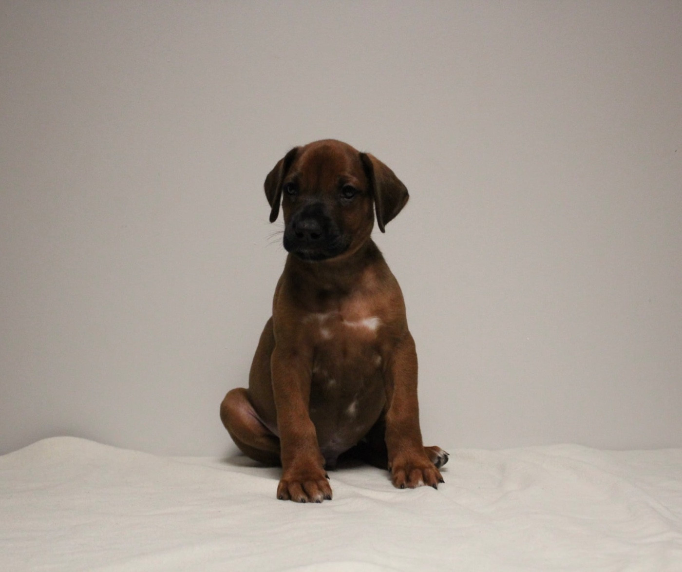 Des Plaines Du Mont Moret - Chiots disponibles - Rhodesian Ridgeback