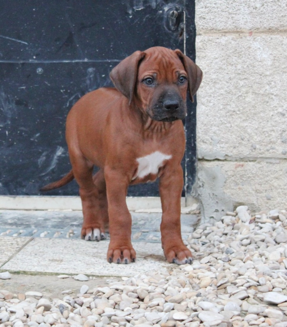 Des Plaines Du Mont Moret - Chiots disponibles - Rhodesian Ridgeback