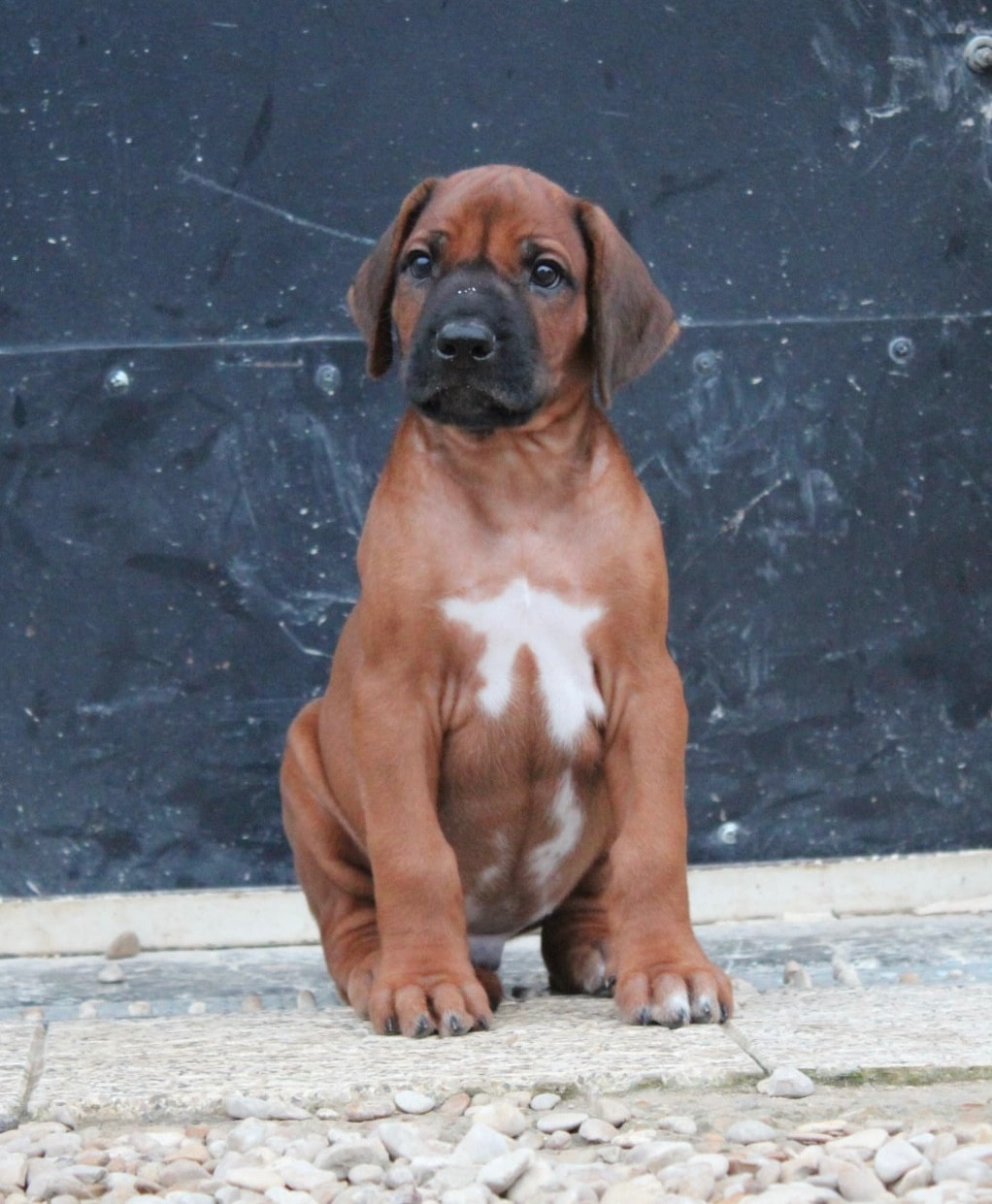 Des Plaines Du Mont Moret - Chiots disponibles - Rhodesian Ridgeback