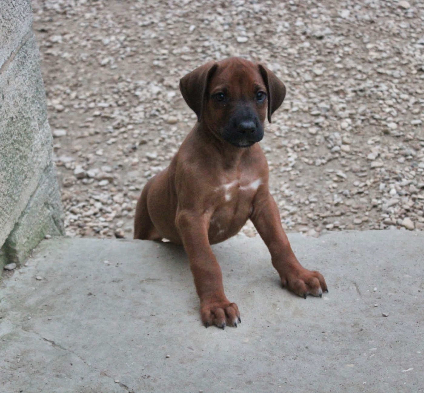 Des Plaines Du Mont Moret - Chiots disponibles - Rhodesian Ridgeback