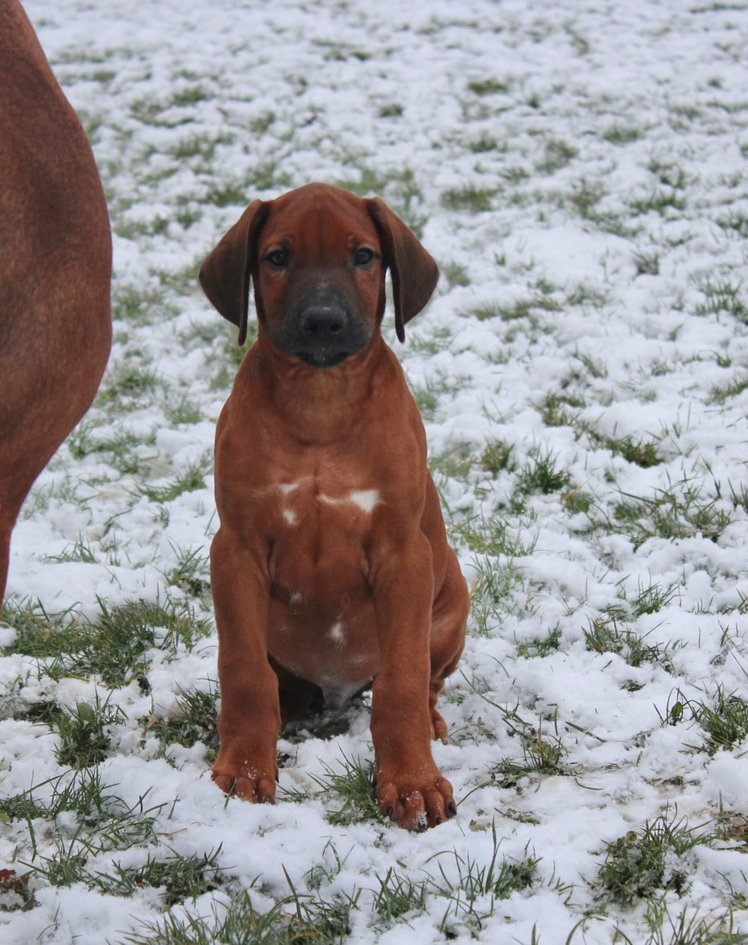 Des Plaines Du Mont Moret - Chiots disponibles - Rhodesian Ridgeback
