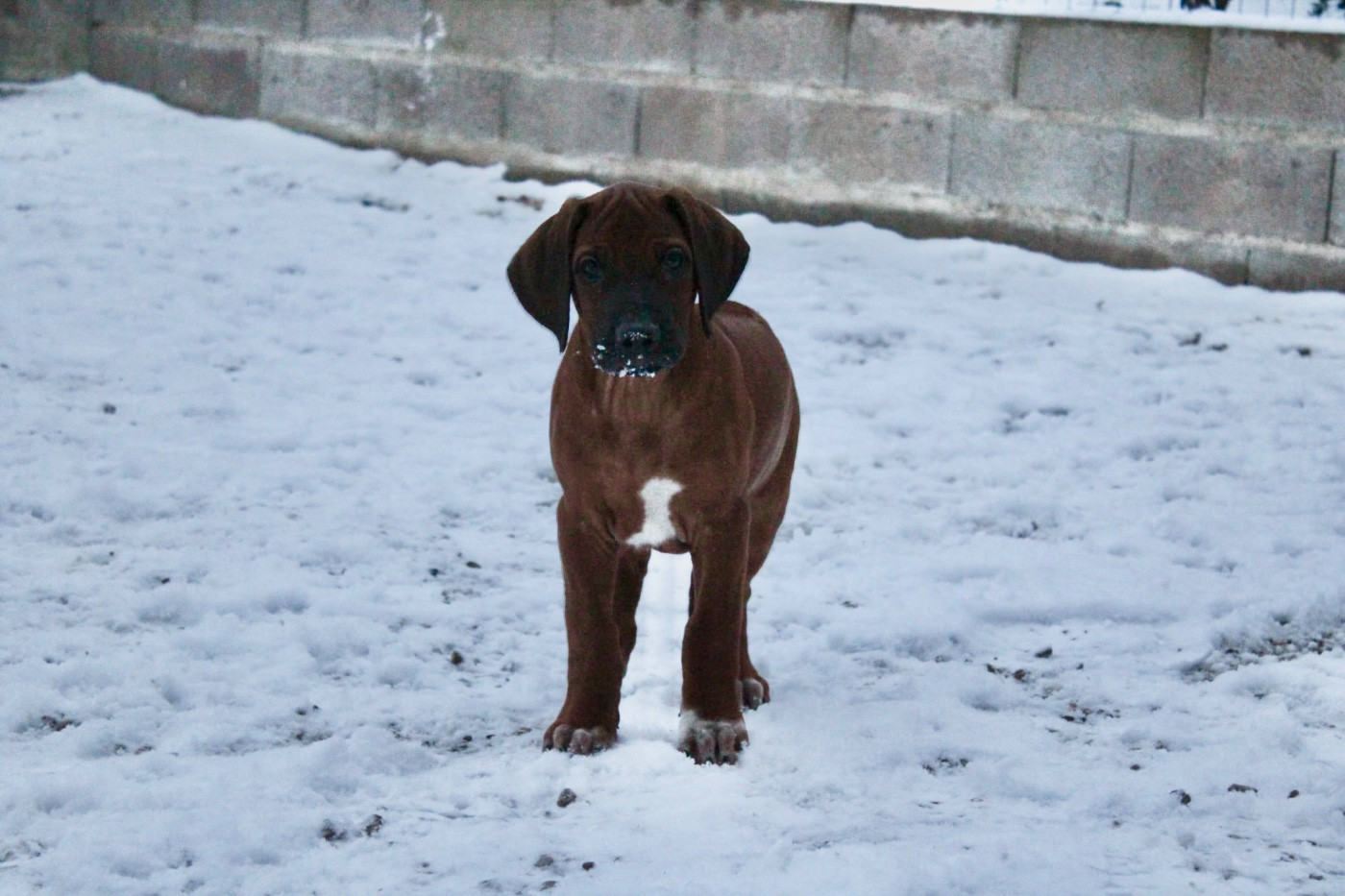 Des Plaines Du Mont Moret - Chiots disponibles - Rhodesian Ridgeback