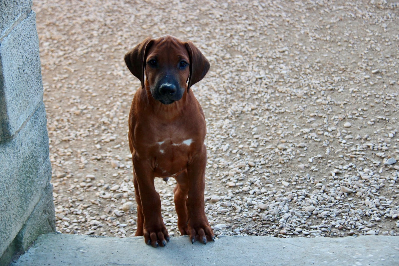 Des Plaines Du Mont Moret - Chiots disponibles - Rhodesian Ridgeback