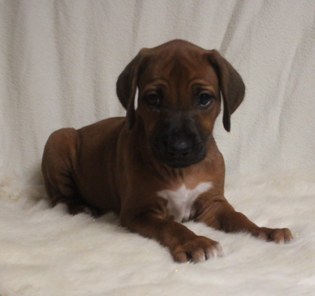 Des Plaines Du Mont Moret - Rhodesian Ridgeback - Portée née le 18/11/2023