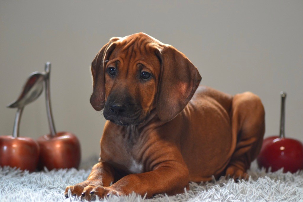 Des Plaines Du Mont Moret - Rhodesian Ridgeback - Portée née le 01/08/2022